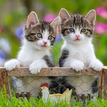 Cuddly Kittens 3 x 49 pc Puzzle by Ravensburger features two adorable kittens posing in front of a rustic wooden fence, with a painted chicken decoration. The puzzle promises an engaging and delightful experience for cat lovers and puzzle enthusiasts alike.