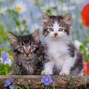 A delightful jigsaw puzzle featuring two adorable kittens sitting on a log, surrounded by colorful flowers. The kittens have fluffy fur, bright eyes, and are looking curiously at the viewer. This puzzle will bring joy to cat lovers and puzzle enthusiasts alike, encouraging family fun and bonding as you piece together this charming image.