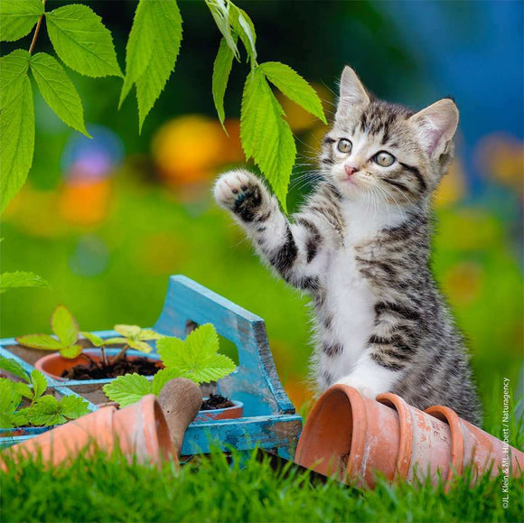 A playful tabby kitten reaching for green leaves in a vibrant garden setting. The scene includes colorful flower pots and lush green grass, creating a delightful atmosphere for puzzle enthusiasts.