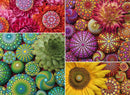 A vibrant jigsaw puzzle featuring Elspeth McLean's Mandala Blooms design, showcasing a collage of colorful floral patterns and decorative stones in vivid hues of pink, green, and yellow, arranged in an intricate, mesmerizing layout.