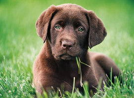 A cute brown puppy lying on green grass, with soft fur and bright green eyes. The puppy looks inquisitive, holding a blade of grass in its mouth. This image captures the playful and innocent essence of a youthful dog in a natural setting.
