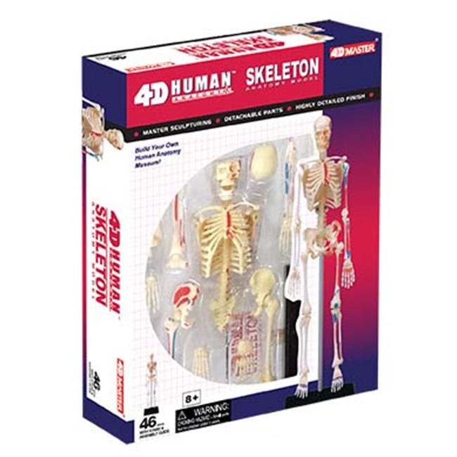 4D Human Skeleton Anatomy Mode