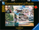 The West Coast Tranquility 1000-piece jigsaw puzzle by Ravensburger displays a collage of serene Canadian landscapes, featuring smooth pebbles, tranquil waters, and colorful forests. Each section of the puzzle showcases different natural elements, highlighting the beauty of the West Coast. The box design features vibrant artwork and the Ravensburger logo.