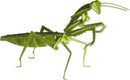 A vibrant 3D paper model of a mantis, showcasing intricate details in green. The model features articulated legs and realistic body structure, perfect for DIY enthusiasts and craft lovers.