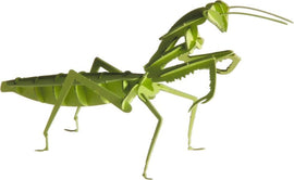 A vibrant 3D paper model of a mantis, showcasing intricate details in green. The model features articulated legs and realistic body structure, perfect for DIY enthusiasts and craft lovers.