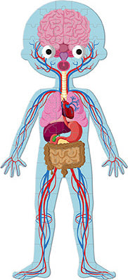 A colorful jigsaw puzzle featuring an illustrated human body. The puzzle showcases organs such as the heart, lungs, and brain, along with the body's circulatory system. Each section is designed to engage children in learning about anatomy in a fun and interactive way. Perfect for educational playtime.