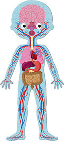 A colorful jigsaw puzzle featuring an illustrated human body. The puzzle showcases organs such as the heart, lungs, and brain, along with the body's circulatory system. Each section is designed to engage children in learning about anatomy in a fun and interactive way. Perfect for educational playtime.