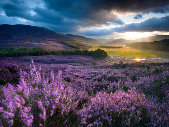 A beautifully designed jigsaw puzzle featuring a serene landscape filled with blooming lavender fields under a dramatic sky, perfect for relaxation and mindfulness.