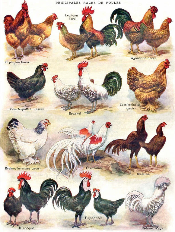 A colorful illustration depicting various breeds of poultry, including Orpington, Leghorn, Brahma, Yokohama, and others, showcasing their unique features and plumage.