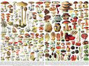 A colorful collection of hand-drawn mushrooms depicted in various shapes and sizes on a jigsaw puzzle. Each mushroom is numbered, showcasing the intricate details and diverse species, making it an engaging 1000-piece puzzle for nature enthusiasts and puzzle lovers alike.