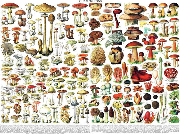 A colorful collection of hand-drawn mushrooms depicted in various shapes and sizes on a jigsaw puzzle. Each mushroom is numbered, showcasing the intricate details and diverse species, making it an engaging 1000-piece puzzle for nature enthusiasts and puzzle lovers alike.