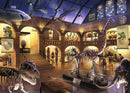 A vibrant jigsaw puzzle scene depicting a museum interior filled with dinosaur skeletons, marine exhibits, and historical artifacts. The artwork features details like a T-Rex skull, lifelike models, and a starry sky visible through the rafters, inviting puzzlers to explore hidden mysteries within the museum. The setting is illuminated warmly, showcasing diverse displays of oceanic life and ancient relics.