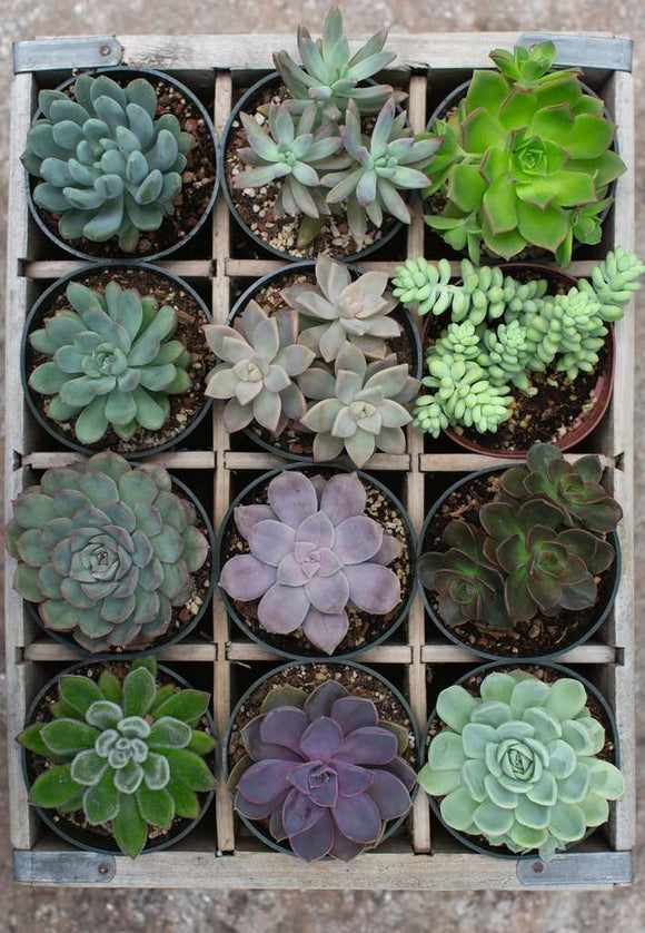 A vibrant display of various succulents arranged in a wooden box. Each pot contains a different type of succulent, showcasing a range of textures and colors, including shades of green, purple, and gray. The plants are neatly organized in a 3x4 grid, highlighting the beauty and diversity of these low-maintenance plants.