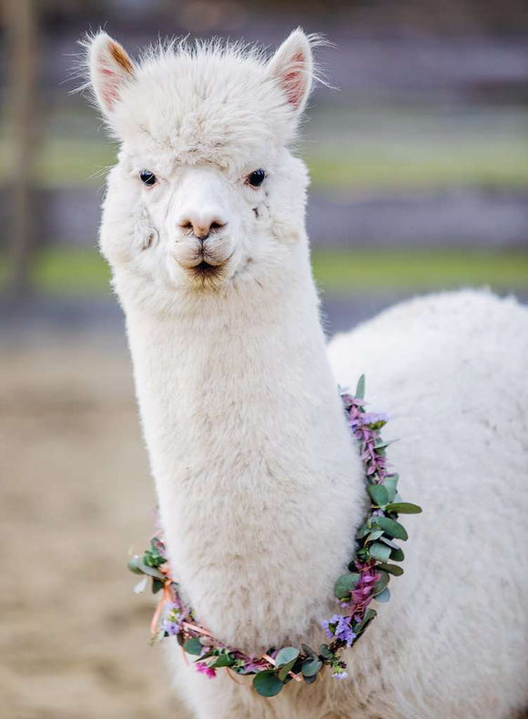 A close-up of a fluffy white alpaca wearing a floral garland around its neck, showcasing its expressive face and gentle eyes. The alpaca is set against a soft, blurred background of greenery, creating a serene and delightful atmosphere.