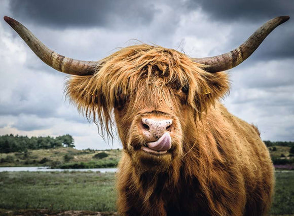 A close-up image of a Highland cattle, showcasing its long, shaggy orange-brown fur, large curved horns, and playful expression while sticking out its tongue. The backdrop features a blurred landscape with trees and a body of water under a cloudy sky.
