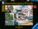 Ravensburger 1000-piece jigsaw puzzle titled 'West Coast Tranquility'. It features various serene landscapes of the Canadian West Coast with pebbles, vibrant trees, and calm waters, showcasing the beauty of nature.