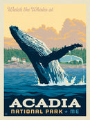 A vibrant jigsaw puzzle depicting a whale breaching the ocean's surface in Acadia National Park. The scene is framed by a sunset sky, with lush trees and quaint houses in the background, evoking the beauty of Maine's coastline.