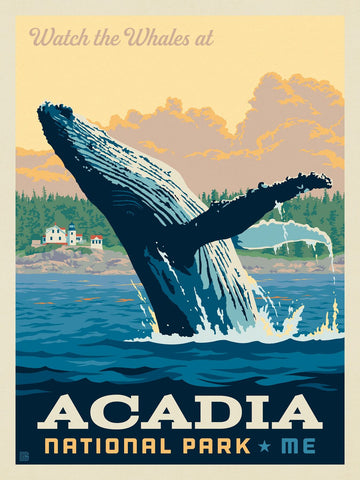 A vibrant jigsaw puzzle depicting a whale breaching the ocean's surface in Acadia National Park. The scene is framed by a sunset sky, with lush trees and quaint houses in the background, evoking the beauty of Maine's coastline.